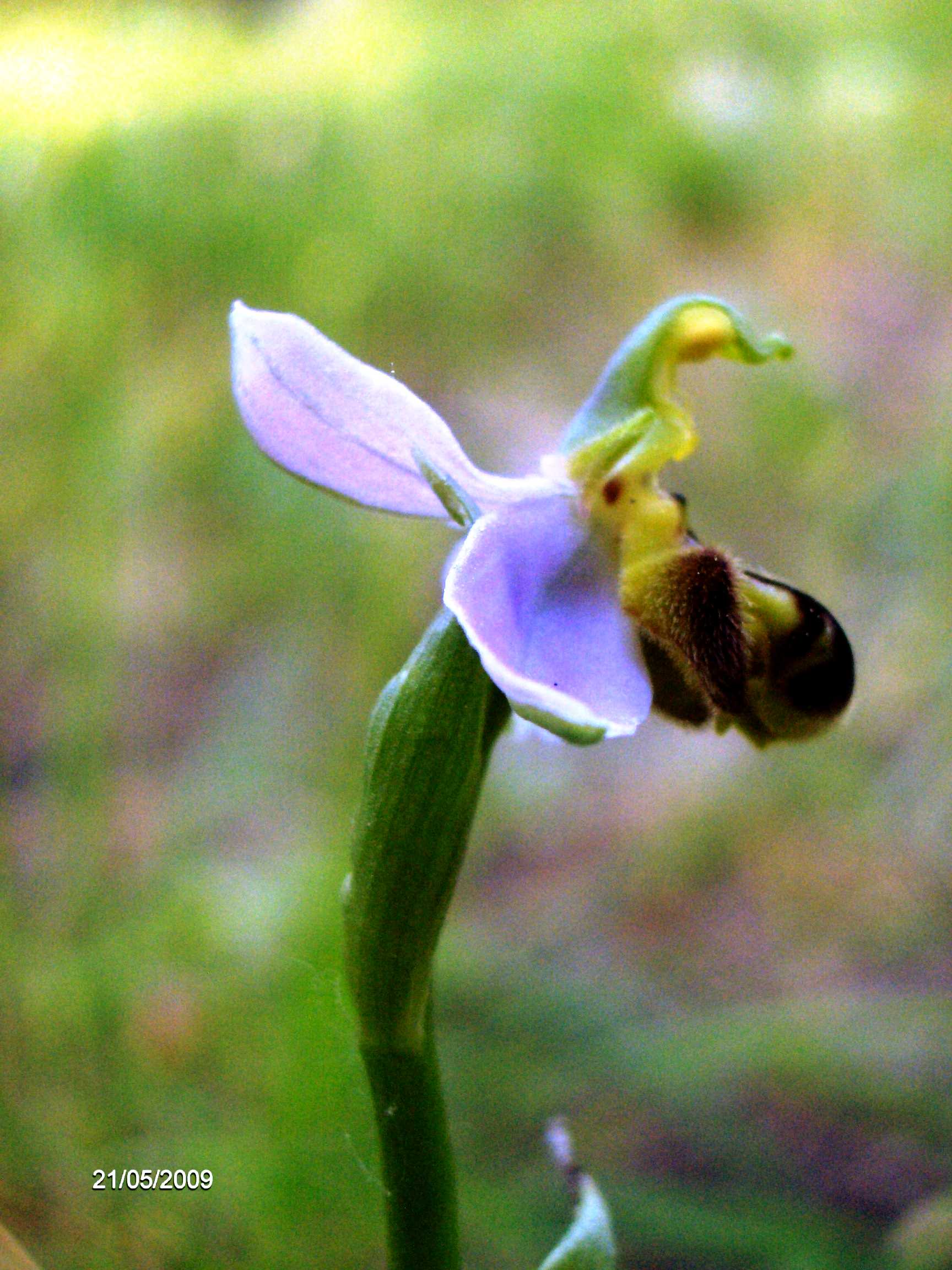 Ophrys sp.?